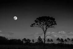 Bishop Museum Of Science And Nature Bradenton Myakka River A Florida Treasurebishop Museum Of Science Nature Clyde Butcher Black White Fine Art Photography In 2020 Art Photography Fine Art Photography Black And White Photographs