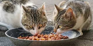 Growing kittens up to six months of age may require three meals a day, says francis kallfelz, dvm, ph.d., board certified by the american college of veterinary nutrition and james law professor of nutrition at cornell university college of veterinary medicine. How Much Should You Feed Your Cat Cat Checkup