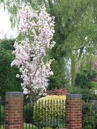 Amanogawa Cherry Tree Small Trees For Garden Flowering Cherry Tree Flowering Trees