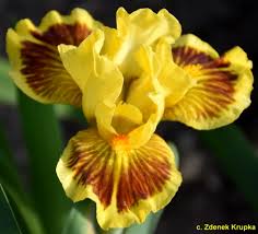 SDBsByYear2024 < Sdb < Iris Wiki