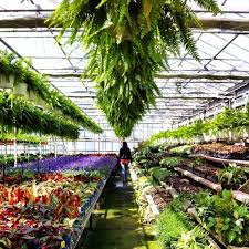 The best marijuana clones online. The Houseplant Has Arrived The Sill Plant Nursery Plants Small Garden Nursery