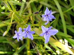Image result for Aristea ecklonii