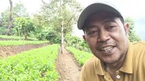 Perawatan Seledri Umur 10 HST