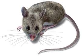 While it would be nice to get rid of them using diy methods, the best thing to do would be to call the professionals. How To Get Rid Of Deer Mice In The House