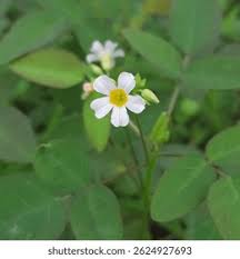Image result for Oxalis barrelieri