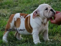 2021 amberbull french bulldogs vancouver, bc · website is powered by wordpress. Victory Home Champion English And French Bulldogs