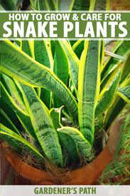 Shop a zillion things home. How To Grow And Care For Snake Plants Sansevieria Gardener S Path