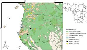 Image result for Raphia gentiliana