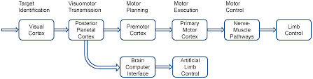 From wikimedia commons, the free media repository. A Collaborative Brain Computer Interface For Improving Human Performance