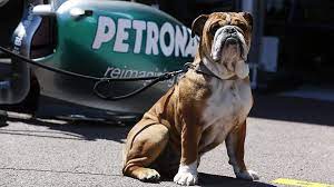 Traurige nachricht für lewis hamilton: Lauda Riet Hamilton Lass Den Kotzenden Hund Zuhause