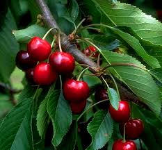 Ein zwergobstbaum wird maximal 1,50 meter hoch. Zwergkirsche Burlat Zwergobstbaume Kaufen Online Im Pflanzen Shop