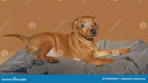 Um Filhote De Pinscher Miniatura Está Deitado Numa Cama De Cachorro. Imagem  de Stock - Imagem de retrato, orgulhoso: 260990289