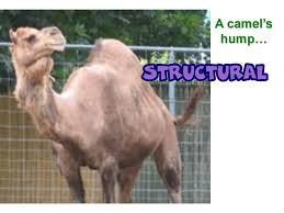 Camel humps are an adaptation for _. Animal Adaptations Ppt Download