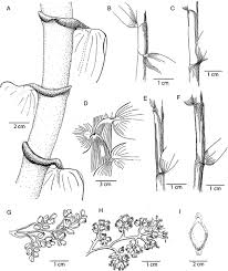 Image result for Flagellaria guineensis