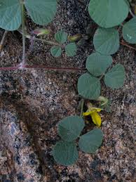Image result for Rhynchosia luteola