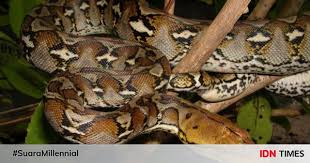 Python burma jadi ular tidak berbisa paling besar ketiga di dunia. 10 Spesies Ular Terpanjang Di Dunia Ukurannya Bikin Merinding