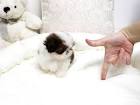 Teacup Shih Tzu - Teacup Puppies For Sale, Teacup and ...