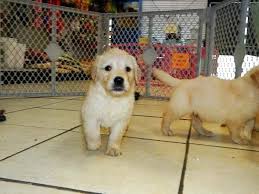 Teach your puppy how to retrieve, which is great exercise, a way to interact with your puppy, and originally answered: Golden Retriever Puppies Nc Craigslist