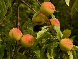 It is possible to overwinter fruit trees in many cool areas of the country. 12 Of The Best Fruit Trees To Grow In Containers