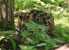 Members of the felidae family are called felids. Leopard Cat Wikipedia