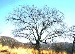 Image result for Cordia grandicalyx