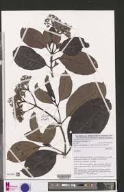 Image result for Psychotria djumaensis