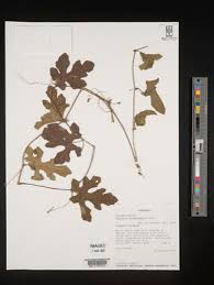 Image result for Coccinia mildbraedii