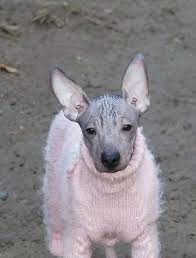 Un cane dal nome praticamente impronunciabile, lo xoloitzcuintle. Disponibile For Sale Paradiz Ronado Bandolero Xolo Maschio Miniatura Xolo Male Miniature Nato Born 4 9 2017 Padre Father Ch Zventa Sventana Inzhir Euw Vice Ww Multi Ch Harmeks Mikelangelo X Ch Sarovskiy Suvenir Dzhenni Xolo