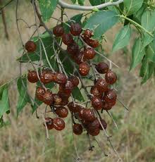 Image result for Sapindus saponaria