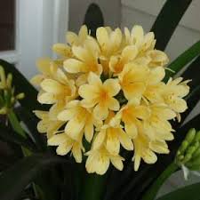 Image result for clivia