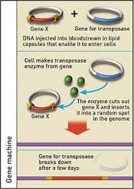 Richard gene the fishing machine svg. Jumping Genes Make Designer Animals Easy New Scientist