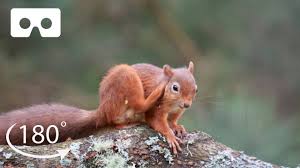 In the case of baby squirrels, please continue reading through this until you get to the section of reuniting squirrels. Meet The Adorable Red Squirrels Of Scotland Vr 180 Bbc Earth Youtube