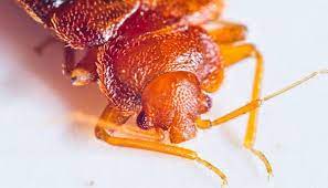 We here at father & son pest control can service all your bed bug and although a bed bug won't kill you, you are still at risk for developing an infection from scratching a bite. How To Get Rid Of Bed Bugs Ledford S Pest Control