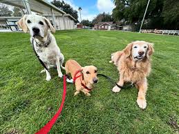Yesterday was quite the agenda and pretty gorgeous out once the clouds  parted. We had a full lineup beginning with my adorable staycationer pack  Sierra, Daisy and @yosemite.theyellowlabrador Daisy killed another lambchop