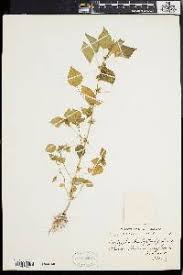 Image result for Acalypha caperonioides