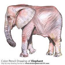 It's no wonder that these gentle giants have won so many people's hearts. Elephant Drawing With Colour