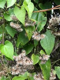 Image result for Mikania chenopodiifolia