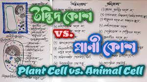Animal cell diagram in bengali. Animal Cell Vs Plant Cell Differences In Bengali à¦ª à¦° à¦£ à¦• à¦· à¦• à¦¶ à¦à¦¬ à¦‰à¦¦ à¦­ à¦¦ à¦• à¦· à¦• à¦¶ Youtube