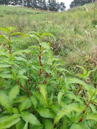 Image result for Persicaria barbata