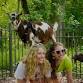 Goat Yoga & Goat Fun!