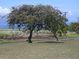 Image result for Chamaecrista zambesica