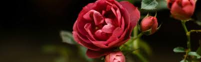 Flowers from holland from astra fund holland bv. Roses From Holland Wholesale