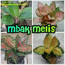 Beli jenis aglaonema berkualitas harga murah august 2021 di tokopedia! Paket 4 Jenis Bunga Aglonema Sutan Brunai Harry Potter Lady Valentine Venus Shopee Indonesia