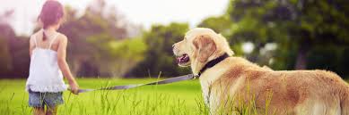Visit to find out why we are the number one solution for professional pet crematoriums. Home Pet Cemetery Cremation