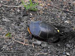 However, unlike many mammals, turtles have no external genitalia. Is Your Turtle Pregnant Caring For A Gravid Captive Turtle