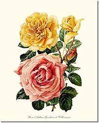 Our giclee museum quality prints use inks resistant to fading and allow the tonalities and hues of the original painting. Yellow And Pink Roses Art Print Of Vintage Art Art Prints Art