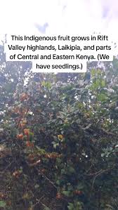 Image result for Dovyalis macrocalyx