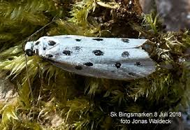 Image result for Ethmia dodecea