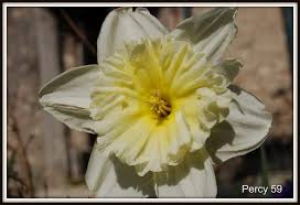 Un'altra delle migliori piante con fiori bianchi per il giardino è senza dubbio la tipica margherita, con il centro giallo o arancio. Concorso Di Giugno 2016 Fiori Bianchi Con Centro Giallo Tutti I Fiori Del Mondo Flickr