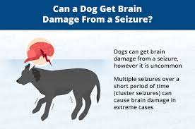 Can Seizures In Dogs Cause Brain Damage Canna Pet